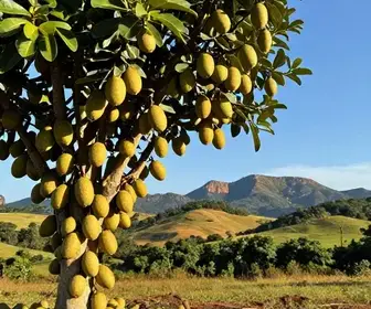 Descubra a Saborosa Jabuticaba de Sabará: Um Tesouro Mineiro